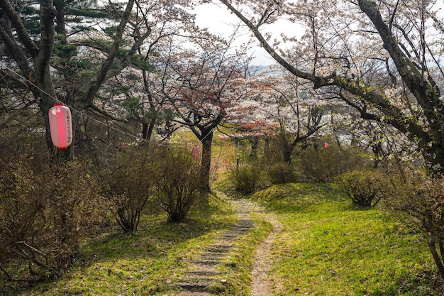 Michinoku Folklore Village im Frühling sonniger Tag Kitakami Tenshochi Park Kirschblüten