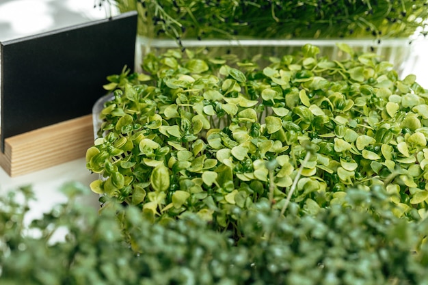 Micro arbusto verde en la bandeja de cerca