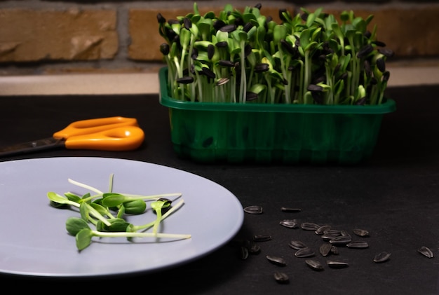 Micro brotes de girasol en un plato y semillas