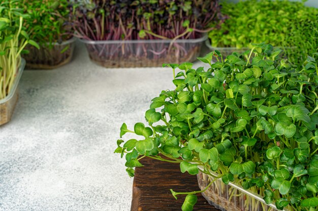 Micro brotes verdes sobre tabla de madera, vista desde arriba