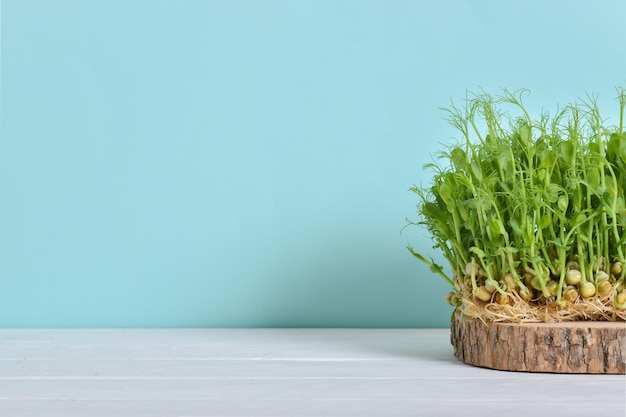 Micro ervilhas verdes sobre um fundo azul claro e uma mesa branca