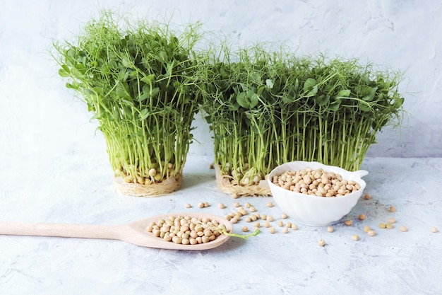 Micro grãos verdes e brotos de ervilha germinados na mesa plantas orgânicas naturais para salada