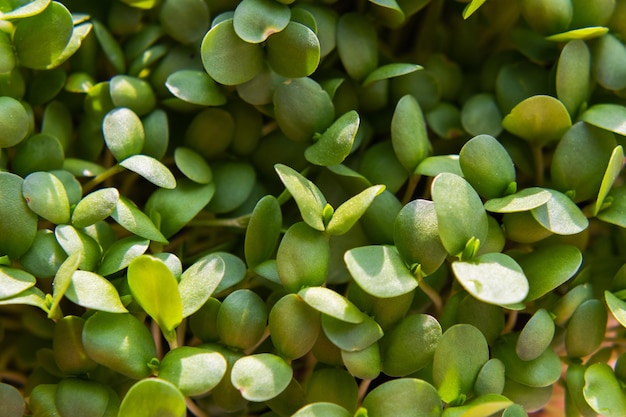 Micro greens Brotes de lino