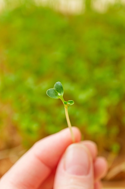 Micro greens closeup rúcula rúcula broto na mão com microgreens de foco seletivo