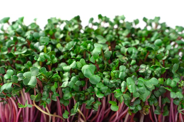 Micro Greens rote Radieschen auf weißem Hintergrund Seitenansicht Nahaufnahme