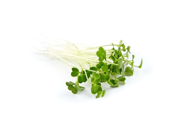 Micro Greens Rucola Sprossen isoliert auf weiss