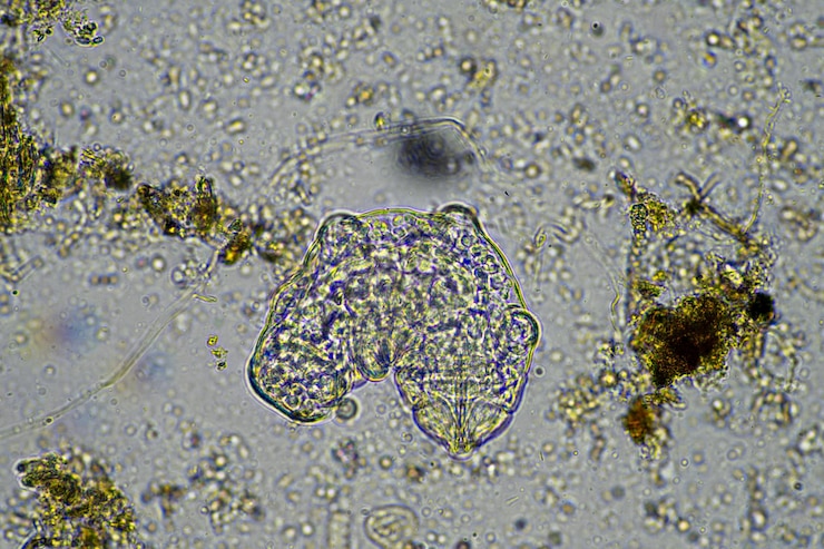 Foto micro-organismos e um tardígrado numa amostra de solo numa quinta