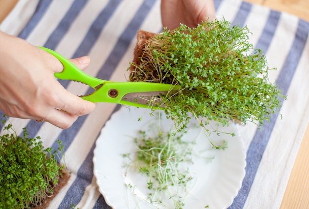 Micro rúcula verde o brotes de mostaza en un recipiente sobre una servilleta sobre la mesa. Huerta micro cultivo verde. Mujer corta micro-verdes con tijeras