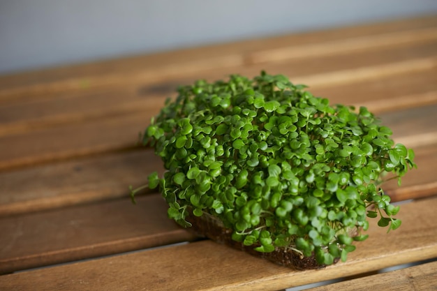 Micro verde fresco de una albahaca dispuesta en una caja de plástico sobre fondo gris de mesa