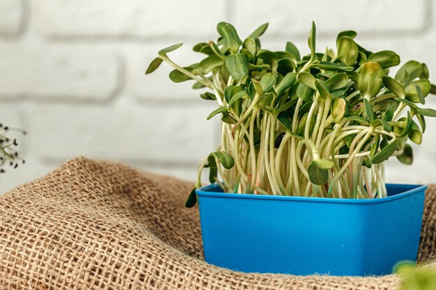 Micro verde en maceta en la mesa de madera de cerca