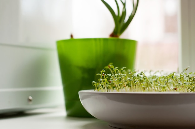 Micro-verde en una placa blanca sobre una ventana con un fondo borroso