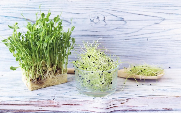 Micro verdes brotaram cebola e brotos de ervilha na mesa plantas orgânicas naturais para salada