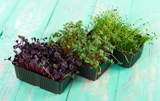 Micro verdes de rabanetes e cebolas em bandejas de plástico em um fundo vintage de madeira.