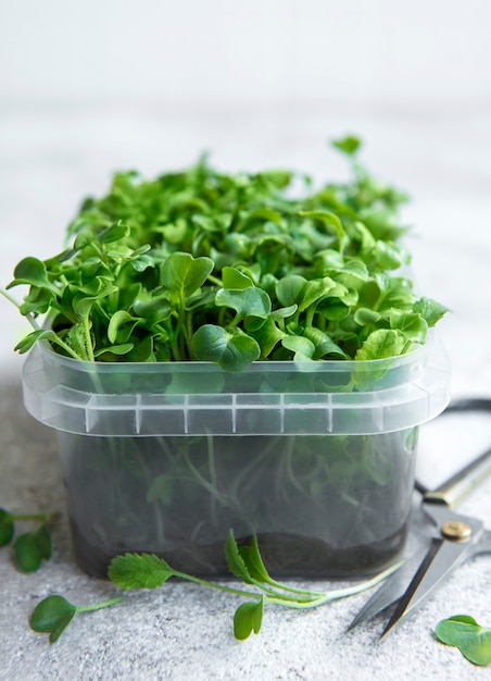 Micro verdes. sementes de rabanete brotadas. microgreens germinando. germinação de sementes em casa. conceito de alimentação vegana e saudável.