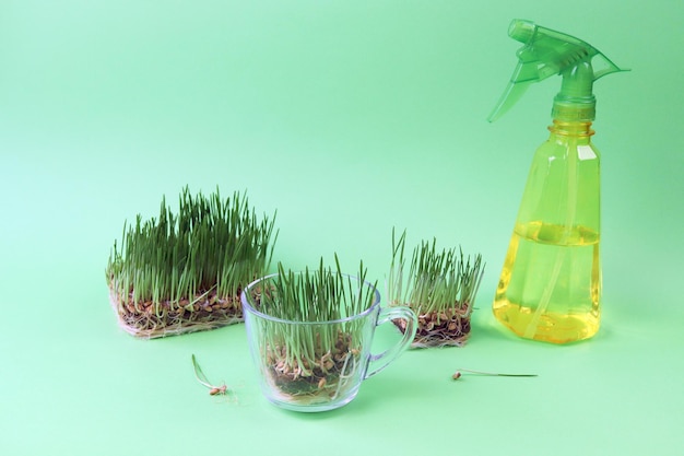 Micro verduras, granos y germen de trigo germinado sobre la mesa