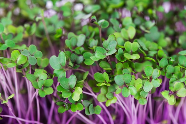 Micro verduras de repollo