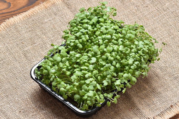 Micro verduras de rúcula en un recipiente negro