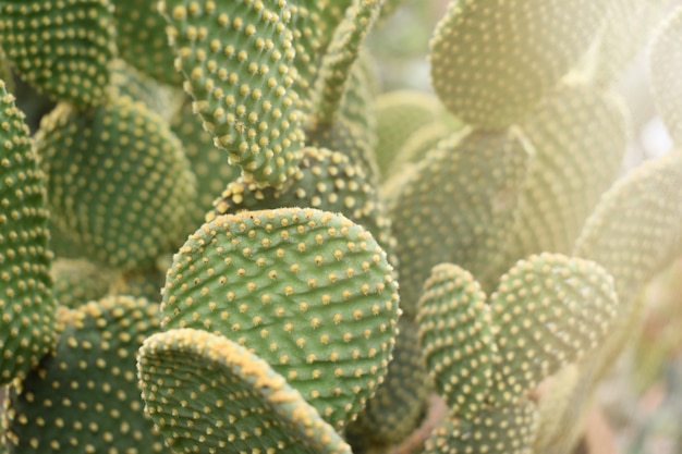 Foto microdasis de opuntia o árbol de cactus de oías de conejito