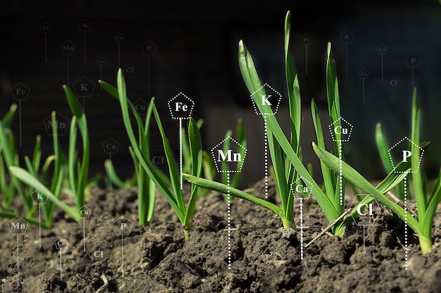 Microelementos para o processo de crescimento e desenvolvimento de plantas. com ícone de nutrientes minerais digitais