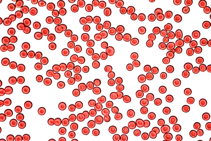 Foto micrografía de las células sanguíneas