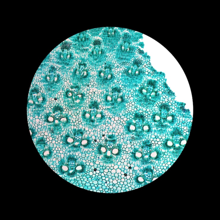Foto micrografía de tallo de bambú
