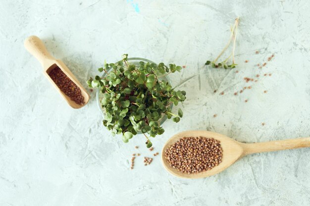 Microgranos verdes y brotes de rábano germinados en la mesa plantas orgánicas naturales