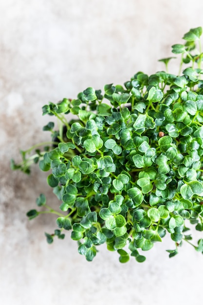 Microgreen brotos de rabanete Daikon em uma bandeja preta Conceito de comida vegana Crescendo em casa