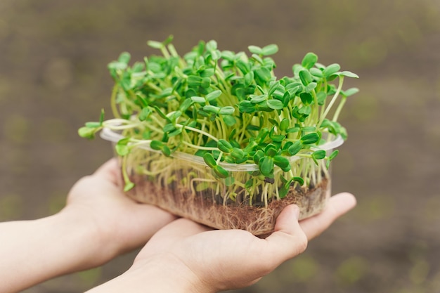 Microgreen com solo nas mãos, close-up