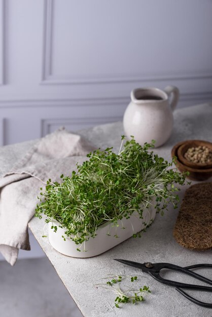 Microgreen en contenedor de cultivo comida saludable y de moda