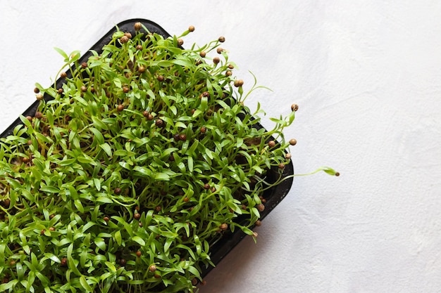 Microgreen de coentro em bandeja especial para jardinagem doméstica Sementes de coentro germinadas Estilo de vida saudável