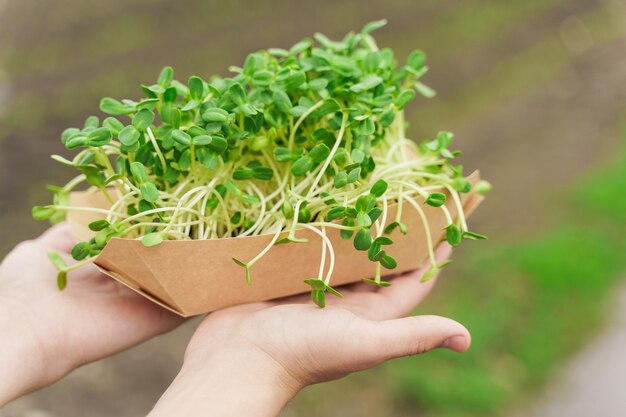 Microgreen de sementes de girassol nas mãos