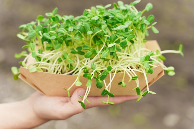 Microgreen de sementes de girassol nas mãos