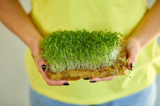 Microgreen em mãos femininas