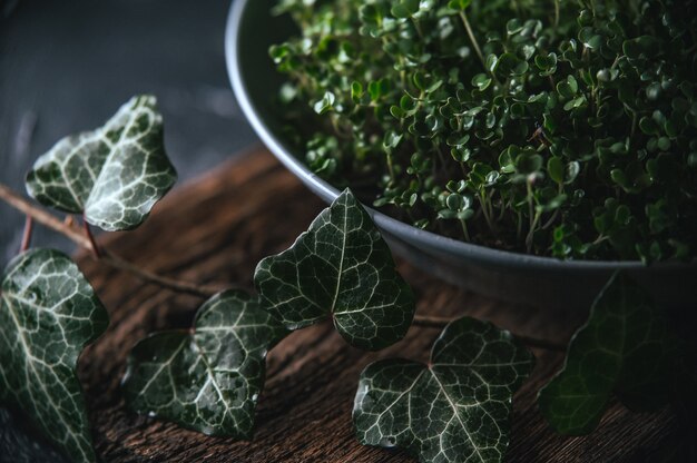 Microgreen em um prato cinza em um rústico de madeira