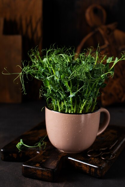 Microgreen Erbsensprossen auf altem Holztisch. Vintage-Stil. Veganes und gesundes Ernährungskonzept. Wachsende Sprossen.