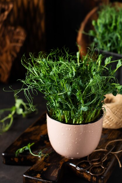 Microgreen Erbsensprossen auf altem Holztisch. Vintage-Stil. Veganes und gesundes Ernährungskonzept. Wachsende Sprossen.