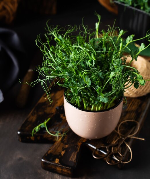 Microgreen Erbsensprossen auf altem Holztisch. Vintage-Stil. Veganes und gesundes Ernährungskonzept. Wachsende Sprossen.