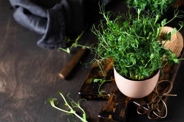 Microgreen Erbsensprossen auf altem Holztisch. Vintage-Stil. Veganes und gesundes Ernährungskonzept. Wachsende Sprossen.