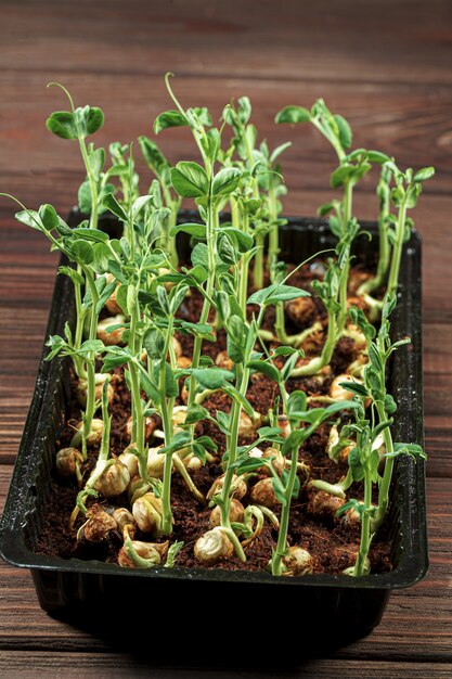 Microgreen Erbsensprossen auf altem Holztisch