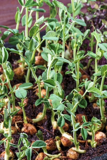 Microgreen Erbsensprossen auf altem Holztisch