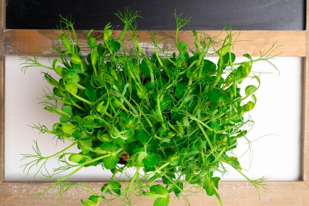 Un microgreen es un vegetal verde joven Un microgreen o Sprouts son vegetales germinados vivos crudos germinados a partir de semillas de plantas orgánicas de alta calidad