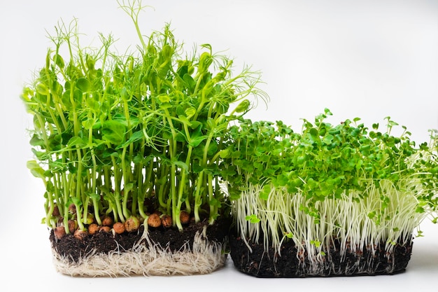 Un microgreen es un vegetal verde joven Un microgreen o Sprouts son vegetales germinados vivos crudos germinados a partir de semillas de plantas orgánicas de alta calidad