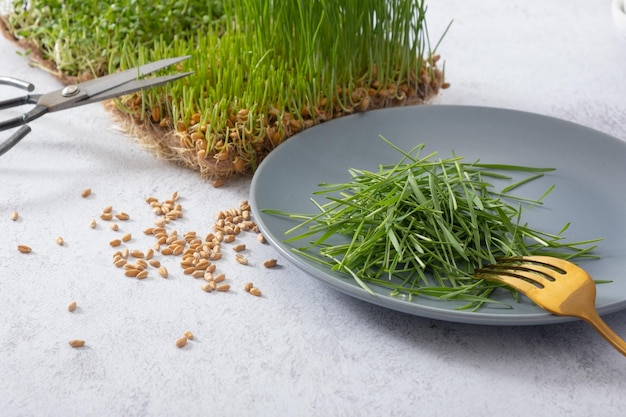 Microgreen gekeimter Weizen auf Teller mit Folk und Samen. Gesundes Ernährungskonzept