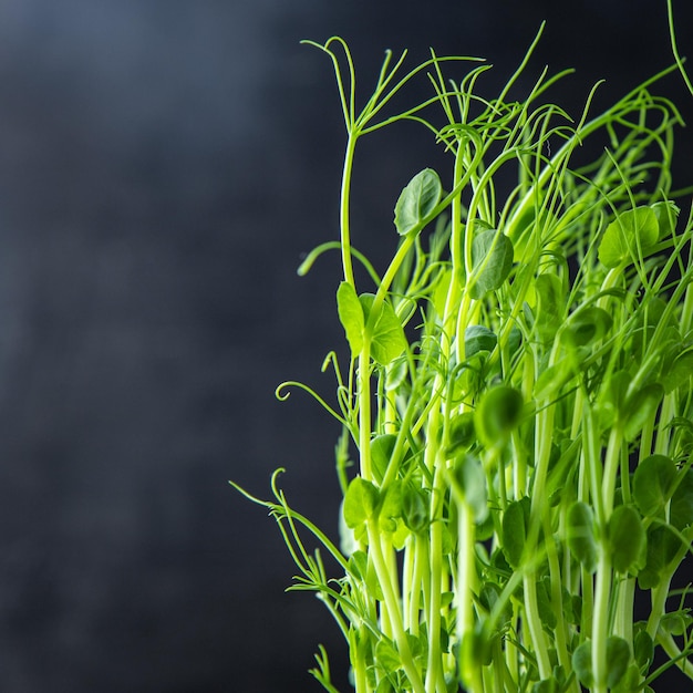 Microgreen guisantes verdes plántulas comida snack copia espacio fondo de alimentos