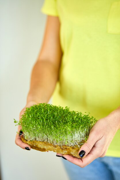 Microgreen in weiblichen Händen