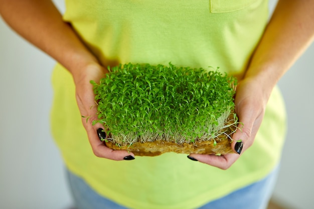 Microgreen in weiblichen Händen