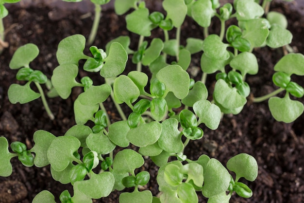 Microgreen. Junge grüne Sprossen.