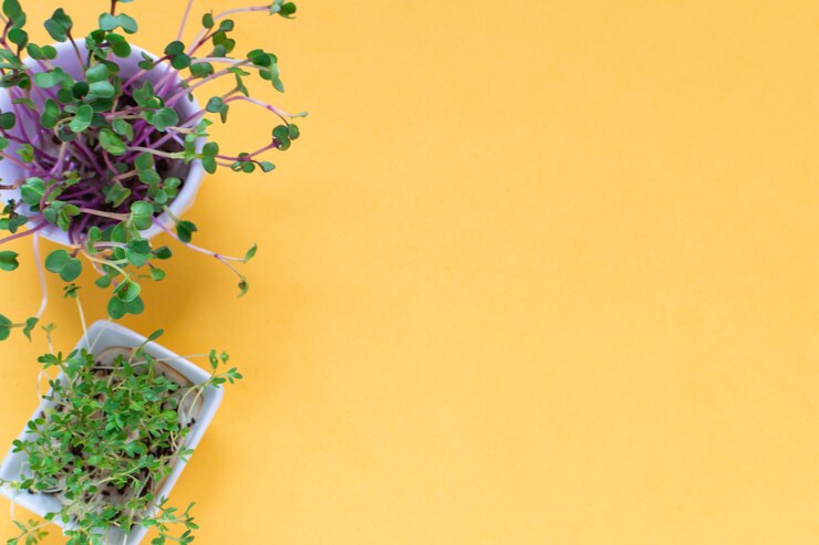 Microgreen kress, rabanete rosa brota em amarelo, vista plana, vista superior, copyspace
