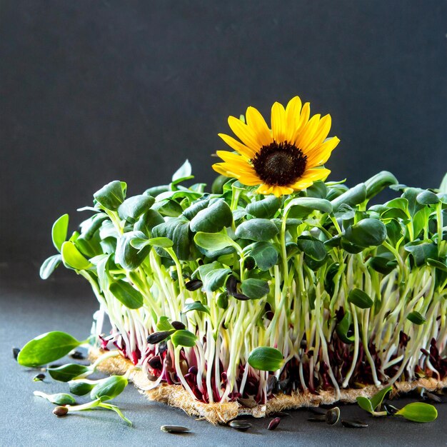 Microgreen Marvel brotes de girasol en fondo blanco con espacio para copiar