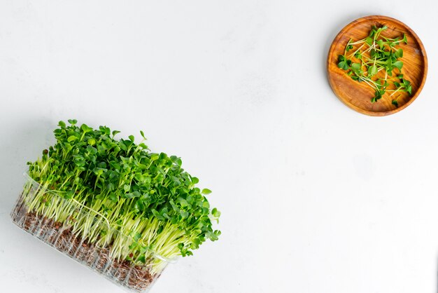 Microgreen orgánico de cosecha propia fresca en una caja transparente sobre un fondo de hormigón gris claro.
